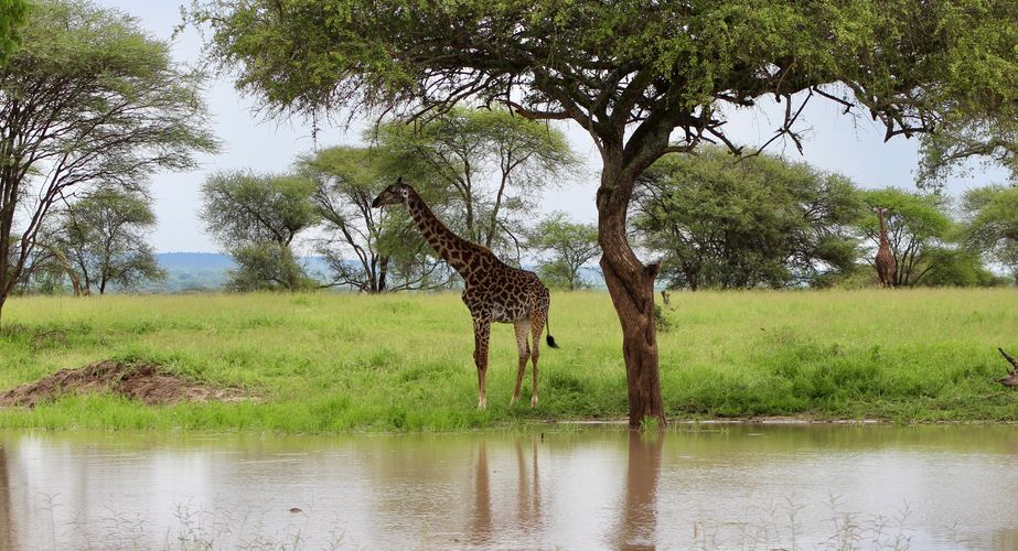 Safari giraffe